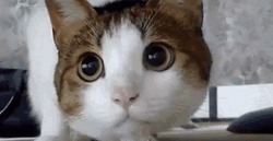 Cats Looking Around Big Eyes Searching GIF