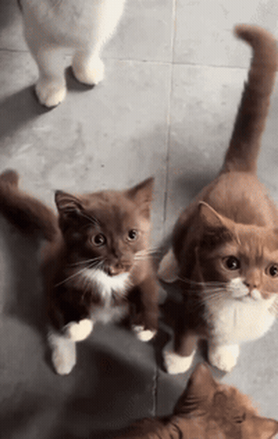Cats Looking Up One Brown And White GIF