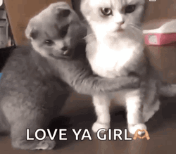 Cats Love Ya Girl GIF