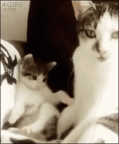 Cats Lying On Couch GIF