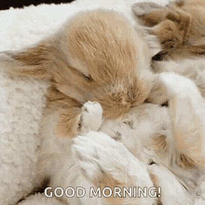 Cats Lying Together Good Morning GIF