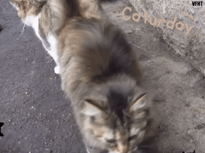 Cats Playing On Sidewalk Saturday GIF