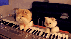 Cats Playing Piano Funny Animal  GIF