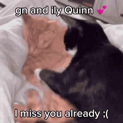 Cats Saying GN ILY Quinn I Miss You