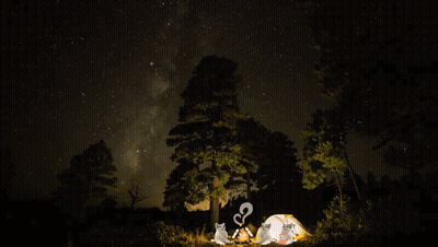 Cats Sitting Around Campfire At Night GIF
