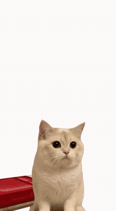 Cats Sitting In A Row Looking At Camera GIF