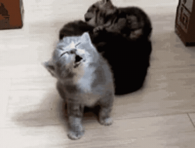 Cats Sitting On Wooden Floor Yawning GIF
