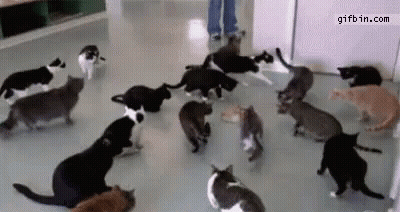 Cats Surrounding Person On Floor GIF