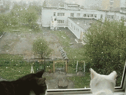 Cats Watching While Snowing Outside  GIF