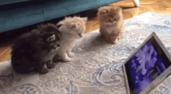 Cats Watching Youtube  GIF