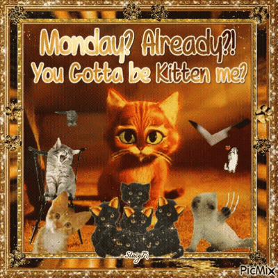 Cats With Monday Gotta Be Kitten Me GIF