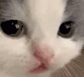 Catstare Catsad GIF
