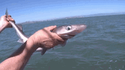 Caught Baby Shark GIF