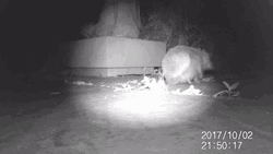Caught On Cam Hedgehog Scratching GIF