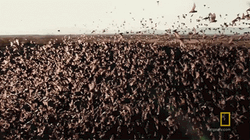 Cauldron Free Tailed Bats On Location GIF