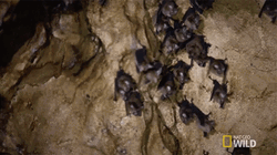 Cauldron The Bat Gauntlet GIF