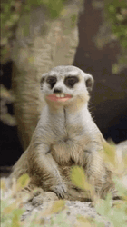 Cautious Cute Meerkat On A Look Out GIF