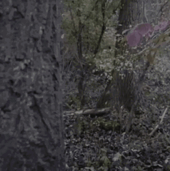 Caveman Suddenly Peeks Behind The Tree GIF