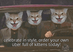 Celebrate In Style Cat Driving With Kittens