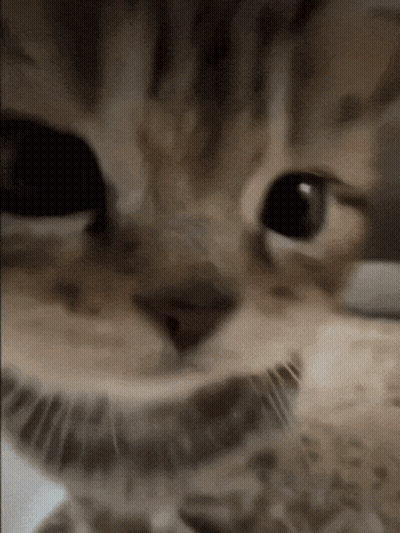 Celebrating Cat With Confetti Yippee GIF