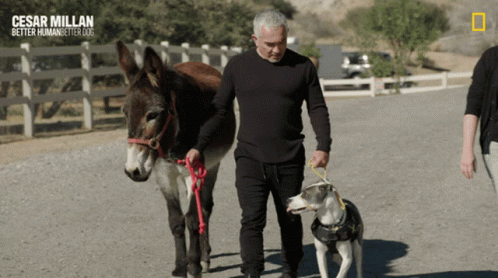 Cesar Millan Better Human Better Dog GIF