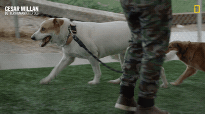 Cesar Millan Better Human Better Dogs Poster GIF