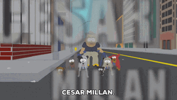 Cesar Millan Walking Dog GIF