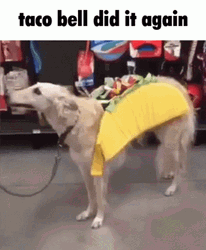 Chain Dog Taco Bell GIF