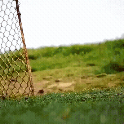 Chain Link Fence Surrounding Green Field GIF