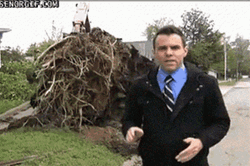 Chainsaw Tree Fall  GIF