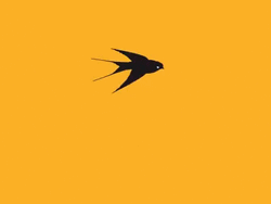 Changing Color Bird Flying GIF