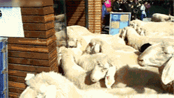 Chaotic Sheep Animals GIF