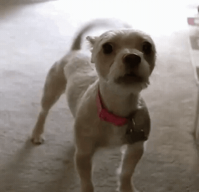 Charlie Brown Kissing Boy On Cheek GIF
