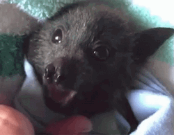 Charming Baby Bat Yawning GIF