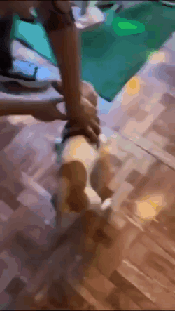 Charming Dog Spinning Chasing Tail GIF