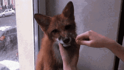 Charming Fox Brushing Teeth