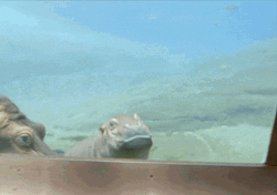 Charming Hungry Baby Hippo Swimming GIF