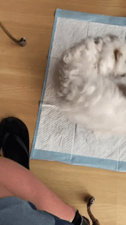Charming Puppy Dog Chasing Tail GIF