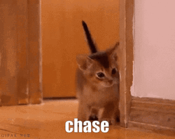 Chase Cat Cute Kitten Hiding GIF