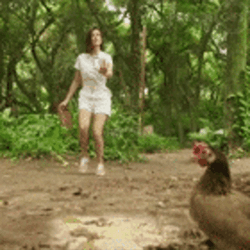 Chasing A Girl Chicken Run GIF
