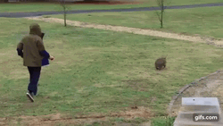Chasing GIF
