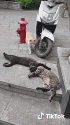 Cheater Cat Caught On Streets GIF