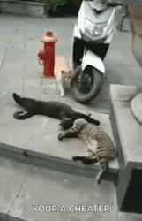 Cheaters Cat Sleeping Together GIF