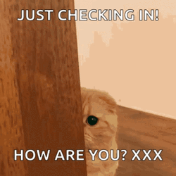 Checking In How Are You Cat GIF