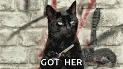 Cheeky Cat Nail File Got Her GIF