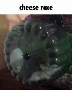 Cheese Race  Meme GIF