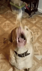 Cheese Rain Dog Eating GIF