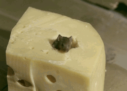 Cheese With Mouse Inside GIF