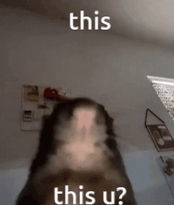 Cheesed To Meet You Rat Showering GIF