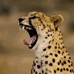Cheetah Animal Yawning